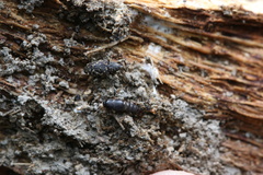 Sepedophilus
