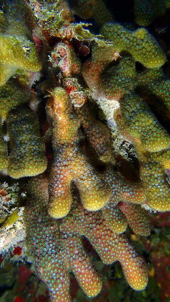 Madracis carmabi