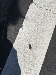 Gryllodes sigillatus