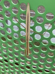 Tenodera australasiae