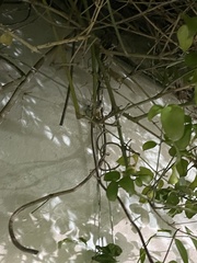 Tarentola mauritanica