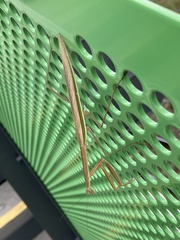 Tenodera australasiae