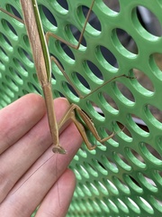 Tenodera australasiae