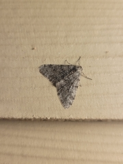 Phigalia denticulata