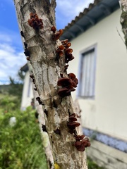 Auricularia fuscosuccinea