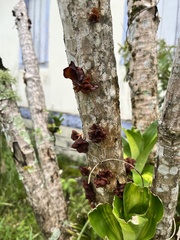 Auricularia fuscosuccinea