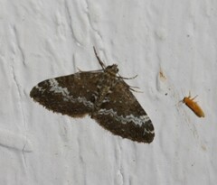 Perizoma alchemillata