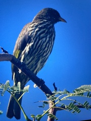 Dulus dominicus
