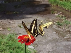 Heraclides thoas autocles