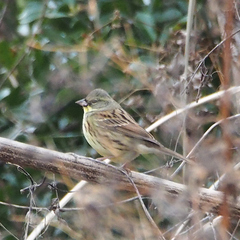 Emberiza personata