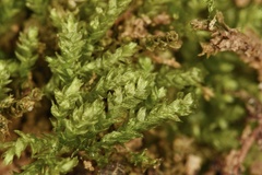 Rhynchostegium serrulatum