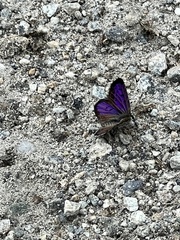 Lycaena boldenarum