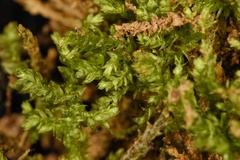 Rhynchostegium serrulatum