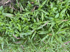 Persicaria decipiens