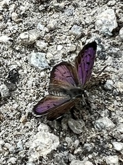 Lycaena boldenarum
