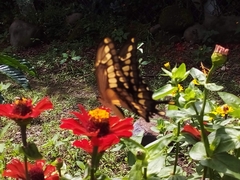 Heraclides thoas autocles