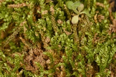 Rhynchostegium serrulatum