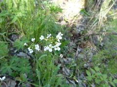 Arabis
