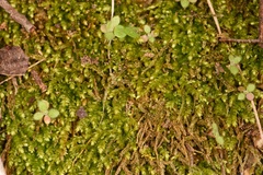 Rhynchostegium serrulatum