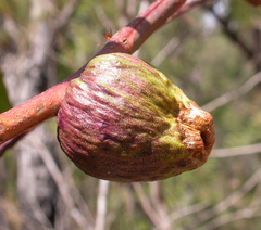 Apiomorpha variabilis