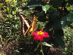 Heraclides thoas autocles