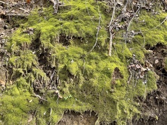 Rhynchostegium serrulatum