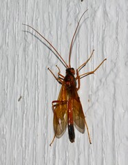 Opheltes glaucopterus barberi