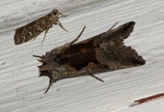 Autographa ampla