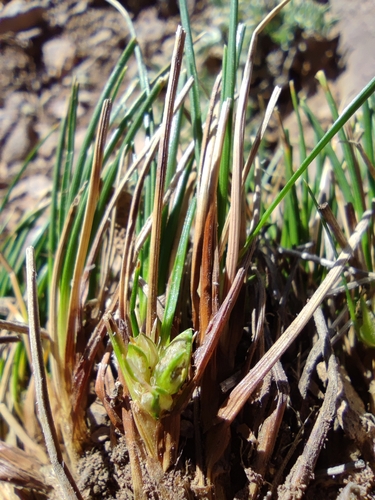 Carex argentina (Carex argentina)