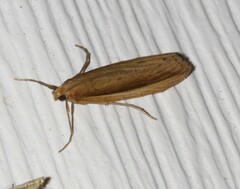 Donacaula albicostellus