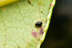 Aphthona