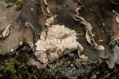 Peltigera pacifica