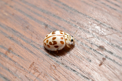 Psyllobora decipiens