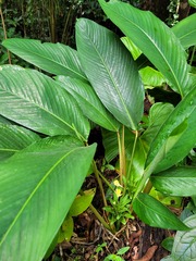 Goeppertia squarrosa