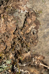 Peltigera pacifica