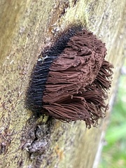 Stemonitis splendens