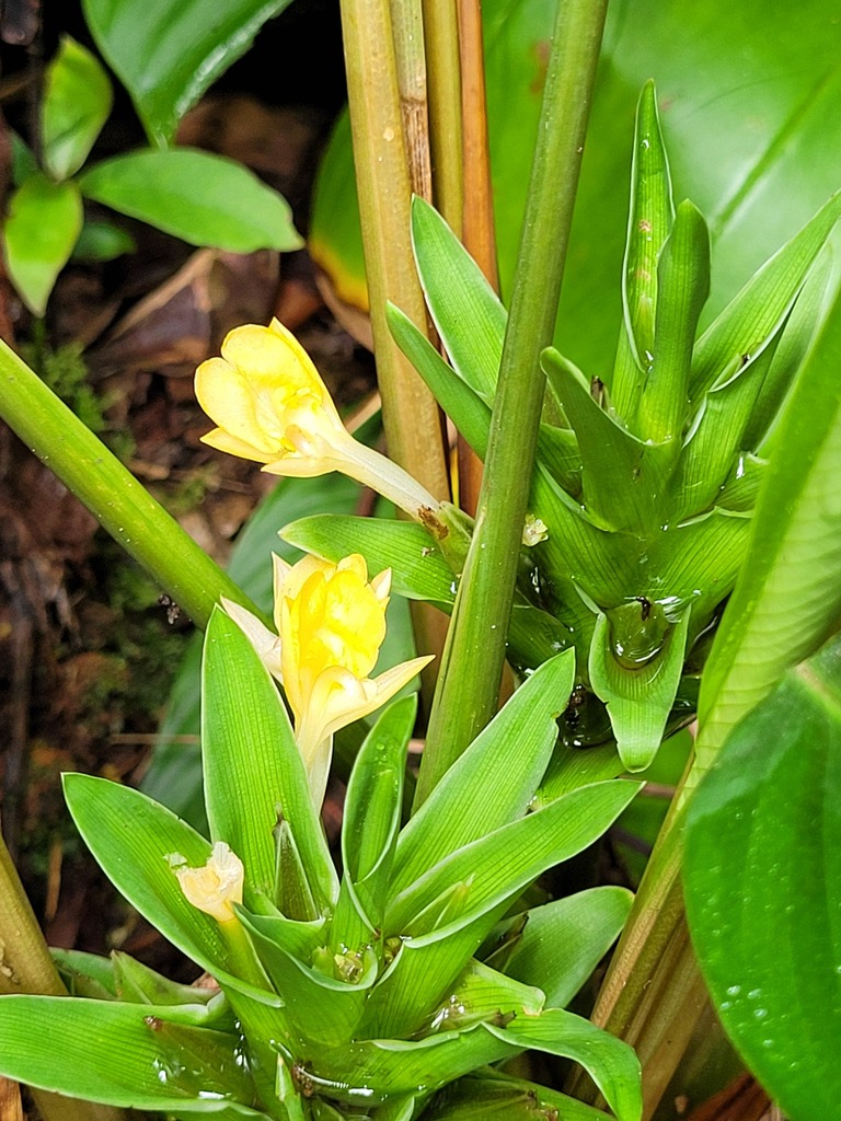 Goeppertia squarrosa