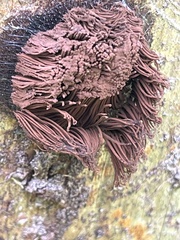 Stemonitis splendens