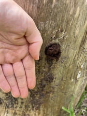 Stemonitis splendens