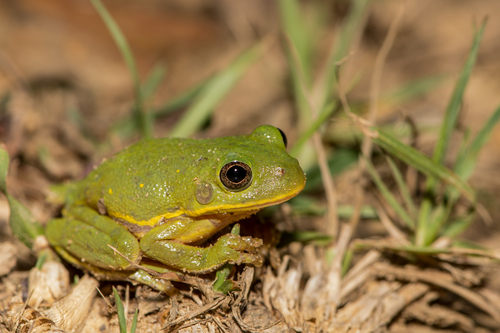 Barking Tree Frog