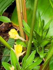 Goeppertia squarrosa