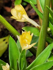 Goeppertia squarrosa