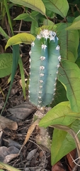 Cereus jamacaru