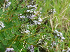 Astragalus robbinsii
