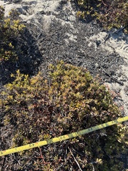 Arctostaphylos pumila