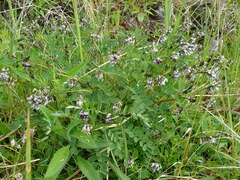 Astragalus robbinsii