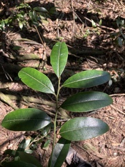 Ilex lonicerifolia