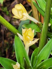 Goeppertia squarrosa