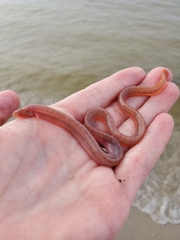 Pink Wormfish photo 2