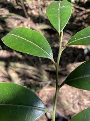Ilex lonicerifolia